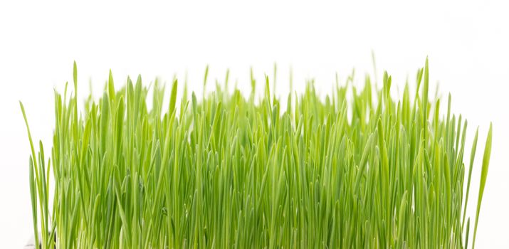 fresh green wheat grass isolated on white background