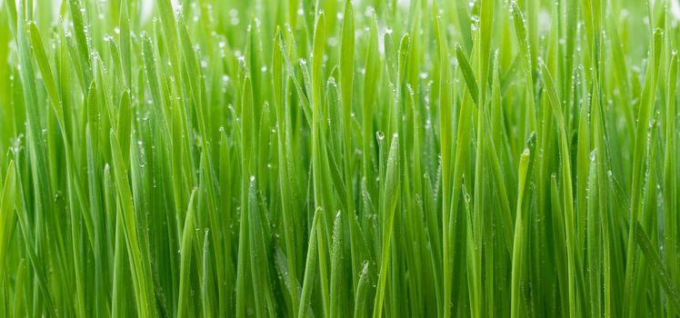 fresh green wheat grass plant