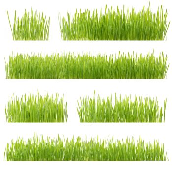 fresh green wheat grass isolated on white background