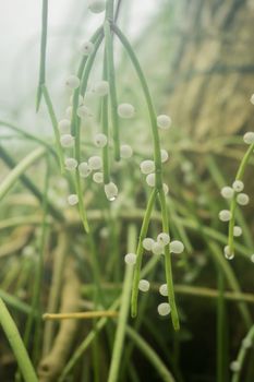 A closeup of a plant with small white round flowers