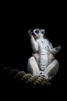 A lemur is sitting on a rope in front of black background