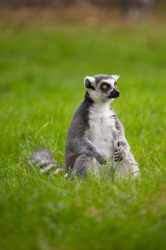 A lemur sits alone in the grass outdoors