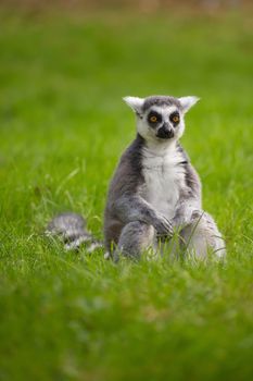 A lemur sits alone in the grass outdoors