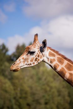 The head of a giraffe against a blue sky