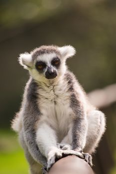 A lemur is sitting alone on a branch