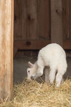 A little sheep is standing in the stable