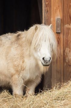 A white pony looks into the camera