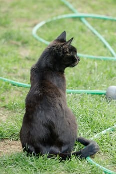 A dark brown cat is sitting in the garden