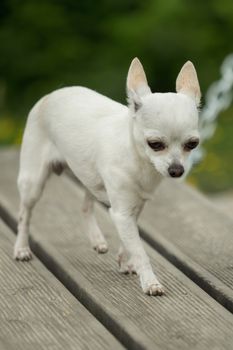 A little white chihuahua is playing outside