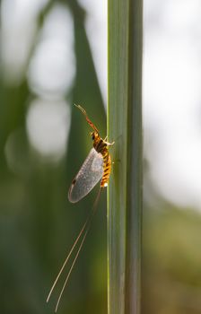 Mayfly in the morning sun on a stalk