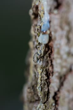 Many drops of resin on a tree trunk
