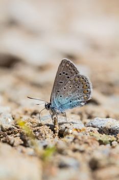 A butterfly with blue wings sits on the ground