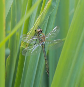 A dragonfly outside in the garden on a leaf