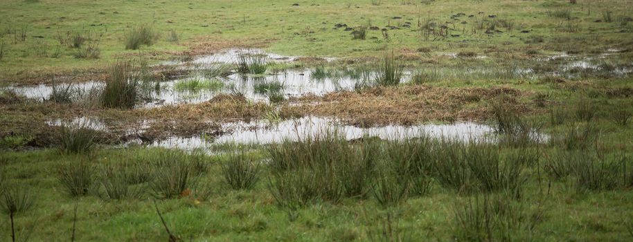 Beautiful moor landscape in the lueneburger heide