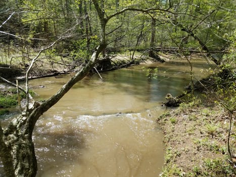 river or stream with mud and trees in forest or woods