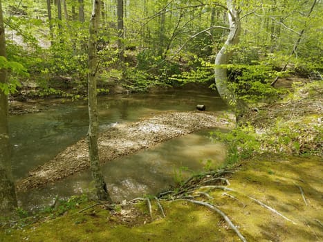 river or stream with rocks and trees in forest or woods