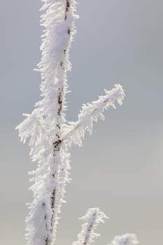 A frosty branch covered with snow
