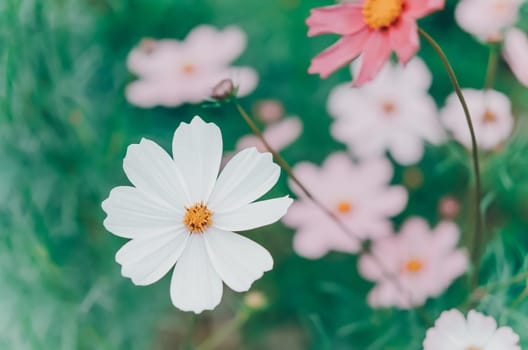 white and pink cosmos flower blooming in the green field, hipster tone