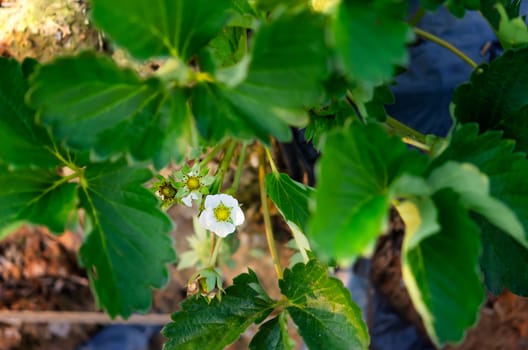 Wild strawberry blossoming - macro shot of a flower