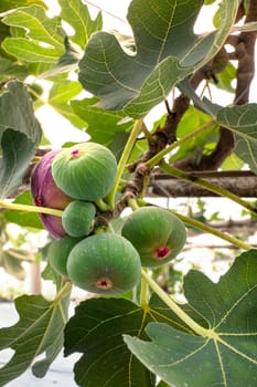 Fresh Figs fruit  hanging on the branch of tree