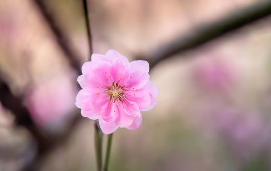 Close up of beautiful pink chinese plum blossom  flower in  
 garden