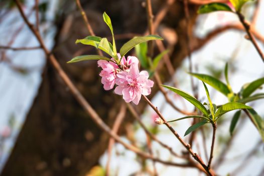 Close up of beautiful pink chinese plum blossom  flower in  
 garden