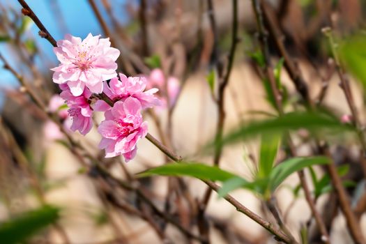 Close up of beautiful pink chinese plum blossom  flower in  
 garden