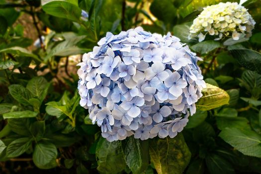 Close up of beautiful blue hydrangea or hortensia flower blooming in spring garden