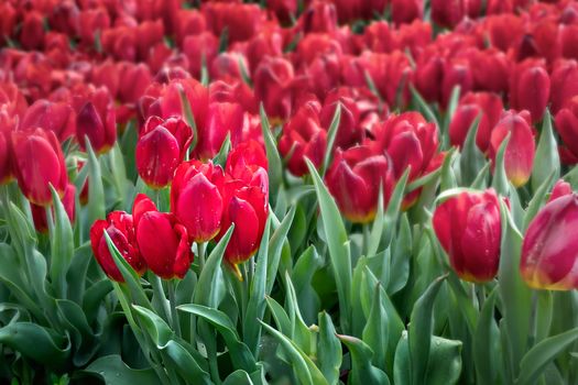 Beautiful red tulips flower with green leaves grown in garden