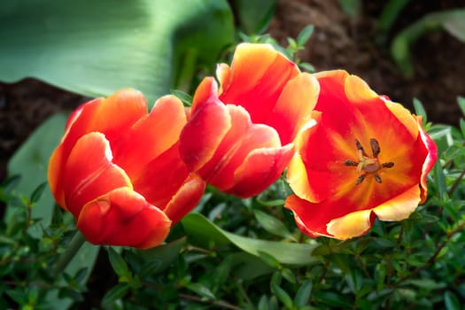 Beautiful orange tulips flower with green leaves grown in garden