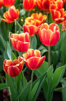 Beautiful orange tulips flower with green leaves grown in garden