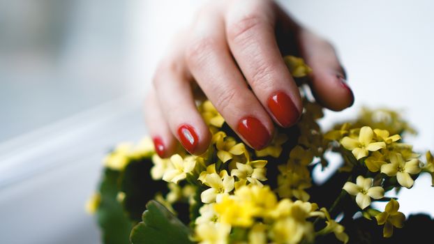 Red nails and yellow flowers. Beautiful composition of vivid colors. Groomed and healthy womans hands.