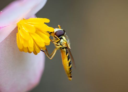 Macro shot of a bee eating pollen