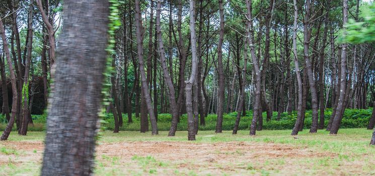 dense pine forest with bushes in the vicinity of Carnac in France