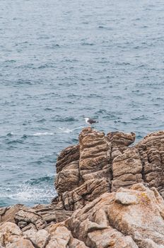 Beach and cliff in Quiberon in the Morbihan in France, on the peninsula of Quiberon