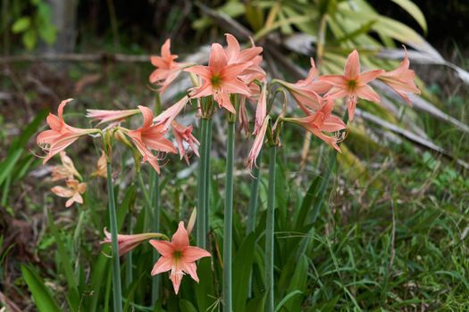 Beautiful orange Amaryllis and green stalk with blur plant in garden as background.