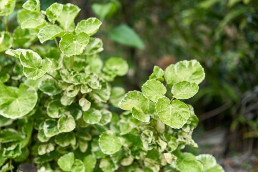 Close up green leaves of Polyscias scutellaria and water drop with blur green plant as background and copy space.