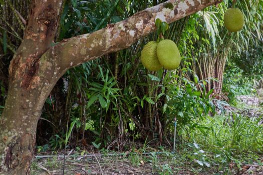 Green jackfruit on tree and Salacca zalacca tree as background in garden.