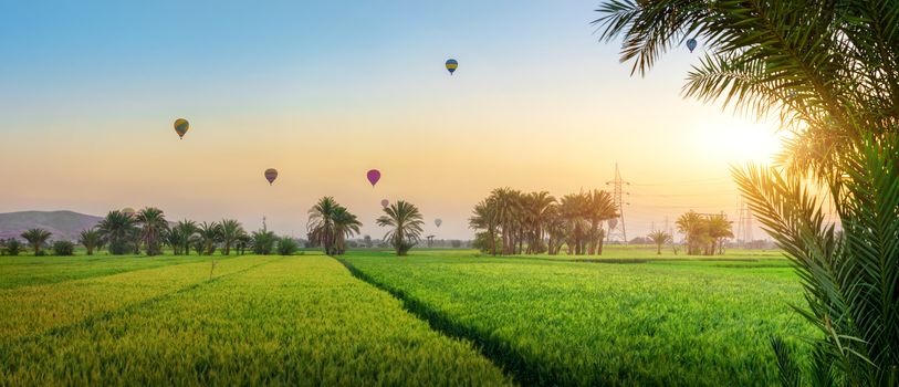 Luxor, Egypt hot air balloons rising at sunrise over a green oasis in the desert