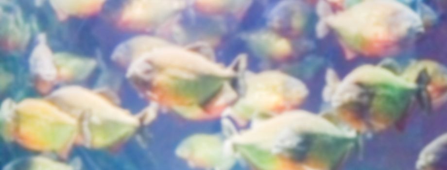 Defocused background with a flock of piranhas. Intentionally blurred post production for bokeh effect