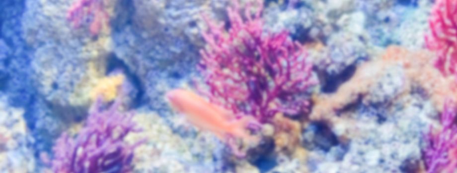 Defocused background of aquarium. Intentionally blurred post production for bokeh effect