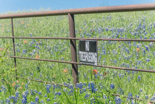 Bluebonnet blossom with No Trespassing notice over rustic fence in Bristol, Texas, USA