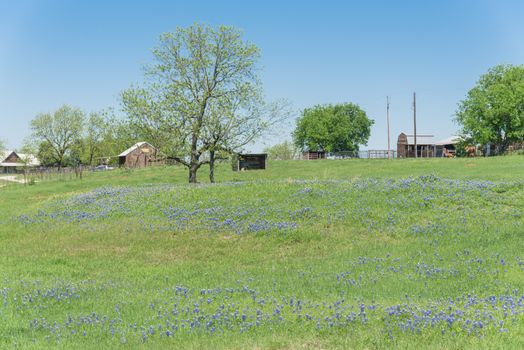 Springtime in North Texas with Bluebonnet wildflower blossom near farm ranch with barns