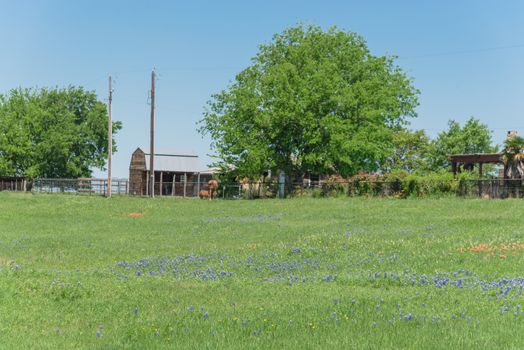 Springtime in North Texas with Bluebonnet wildflower blossom near farm ranch with barns