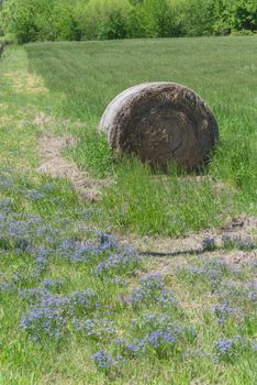 Countryside landscape in Texas with bale hay and wildflower blooming