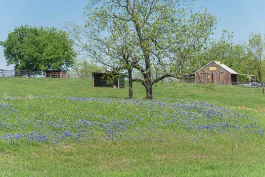 Springtime in North Texas with Bluebonnet wildflower blossom near farm ranch with barns