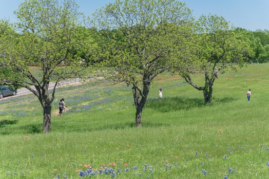 Bluebonnet blooming season with people taking photo on the meadow field near the road