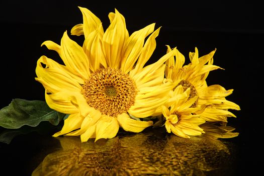 Sunflowers on a black glass background with waterdrops