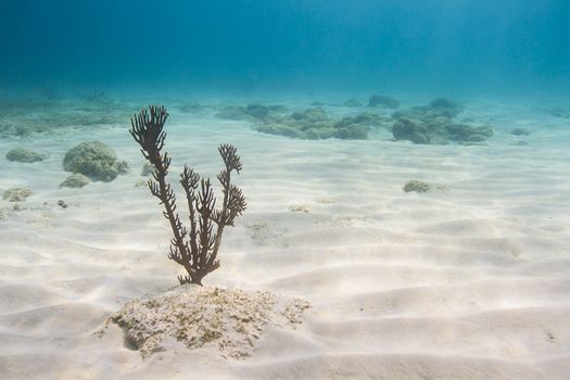 single plexaura homomalla growing at the bottom of the Caribbean sea