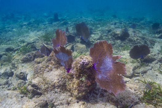 Multiple large coral fan in a reef